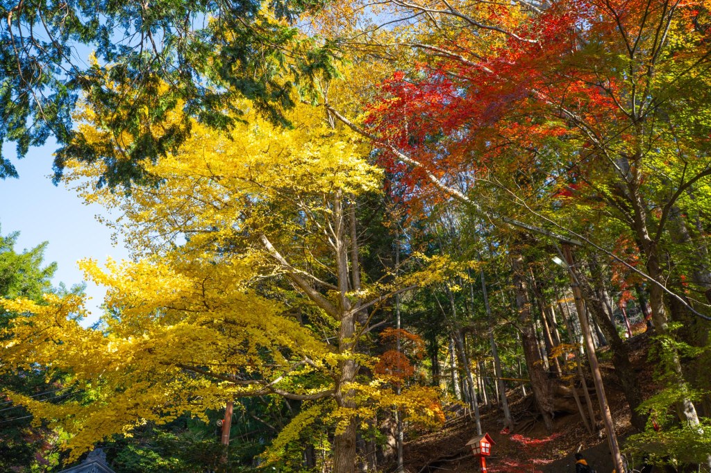 Autumn Leaves Around Mount Fuji