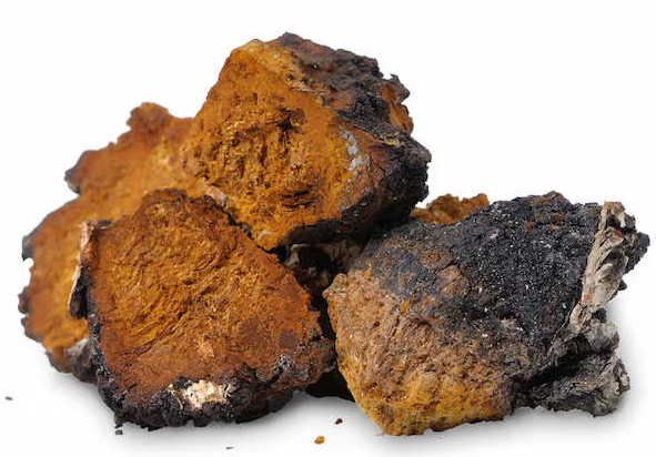Harvested Chaga Mushroom